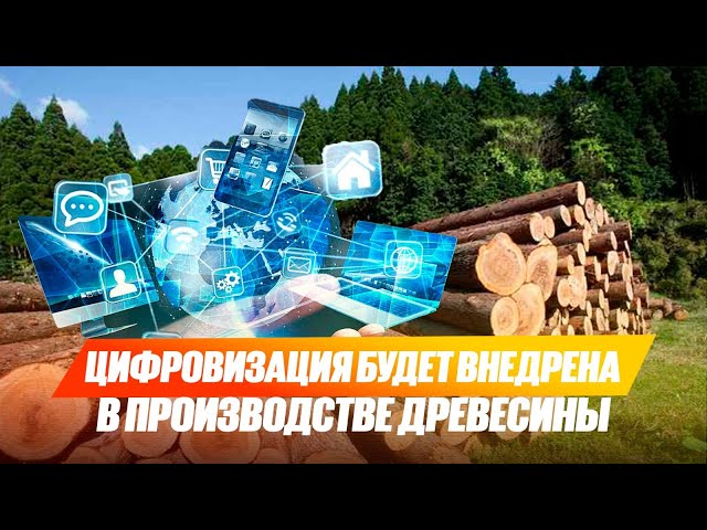 Цифровые технологии против незаконной вырубки деревьев