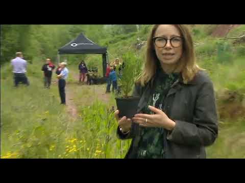 BBC News - One Life One Tree - The Sequoia Project - Nelli Bird and Henry Emson