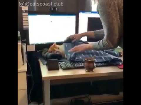 putting blanket on cat