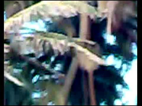 kazim gorai beach mumbai