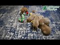 Golden Retriever dogs for sale: Link - Video 1