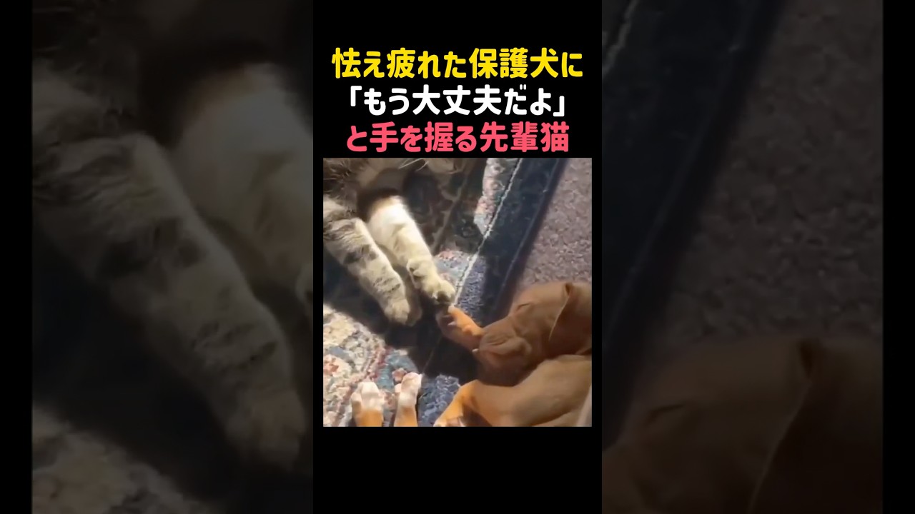 怯え疲れた保護犬に「もう大丈夫だよ」と手を握る先輩猫😭✨