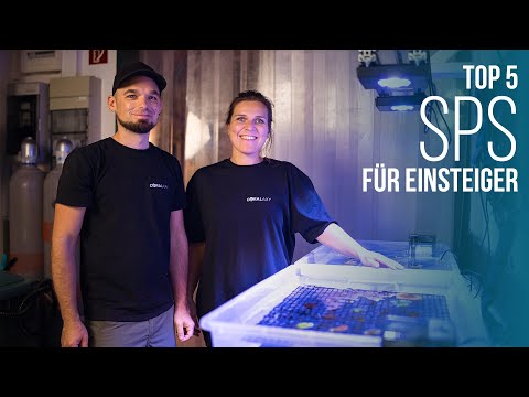 TOP 5 | SPS corals for beginners | Coralaxy