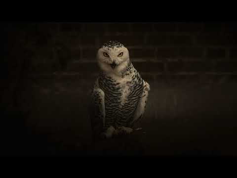 "chicken bones" || (prod. Rashard Kuro) *97 BPM*