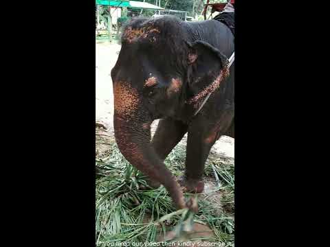 How does Elephants eat??? phuket thailand