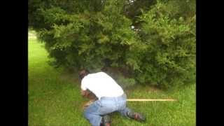 Moles Are Romantic Too - Catching Moles Alive