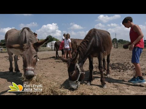 Puntata del 29/8/21 – 4° parte – Impariamo dagli asini