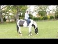 I'm On A Horse