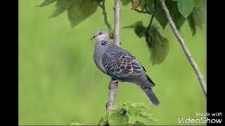 Download lagu Aam ki dai ma ghughati na basaa by gopal babu goswami mp3