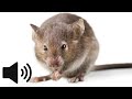 What Does A Mouse Sound Like Mouse Squeaking Sound Animal Sounds