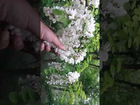 Rubina  flowers in gilgit.