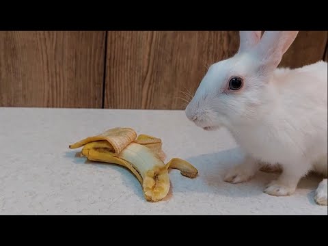 , title : '#bunny_home #rabbits #bunnies Rabbit eating baby banana for the first time | eating Asmr'