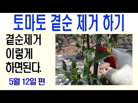 , title : '토마토곁순제거 방법 토마토재배방법 토마토순지르기 토마토곁순따기'