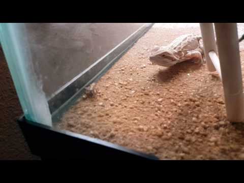 My bearded dragon eats a cricket in slow motion