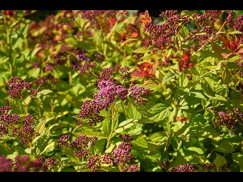 Spotlight on Spirea - My Favorite Shrub 🪴🌸