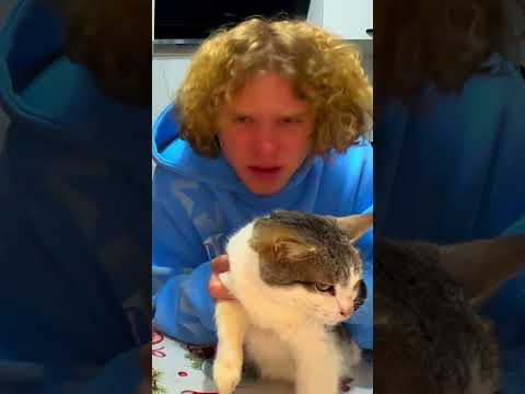 ЛЮБИТЕ КОТИКОВ? 😍 ТОГДА  ЛАЙК! ❤️