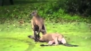 Kangaroo Kills Another Kangaroo