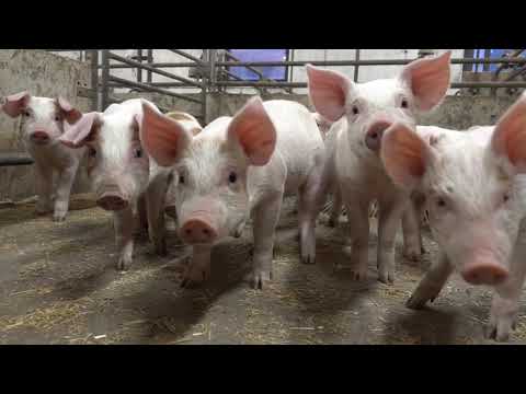 , title : 'Schweinehaltung in Schweden'