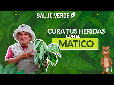 Beneficios de consumir matico | #SaludVerde
