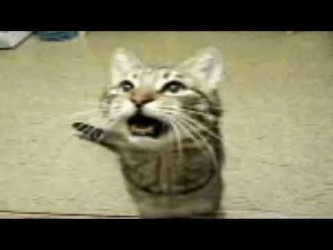 the catmas song