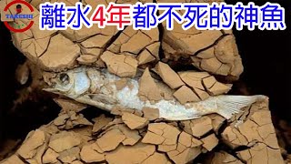 [爆卦] 水庫的魚快被淹死了