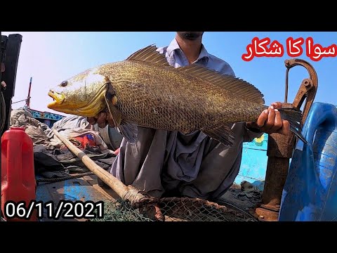 Catching Meagre Fish In Mangroves | Suwa Ka Shikar Mangroves Main | Part2