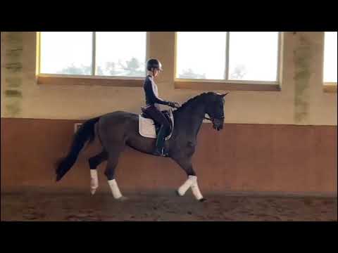 4 Jährige Stute von Best of Gold x Romanov