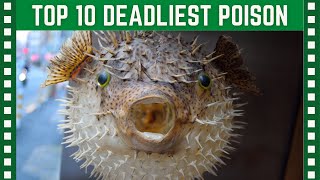 Top 10 Animals with the Deadliest Poison| Top 10 Clipz
