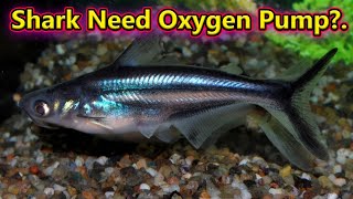 Shark மீனிற்கு அவசியம் Oxygen Pump தேவையா? Shark Need Oxygen Pump To Survive? / Fish Aquarium Tamil