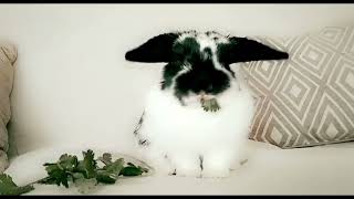 Polish rabbit Rabbits Videos