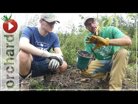 download lagu mp3 mp4 How To Plant Jujube Tree On The Ground, download lagu How To Plant Jujube Tree On The Ground gratis, unduh video klip How To Plant Jujube Tree On The Ground