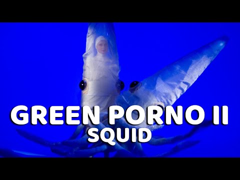 Squid - Green Porno Season 2