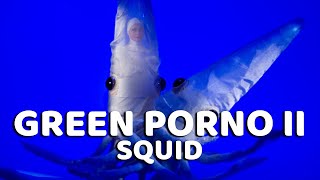 Download lagu Squid - Green Porno Season 2 mp3