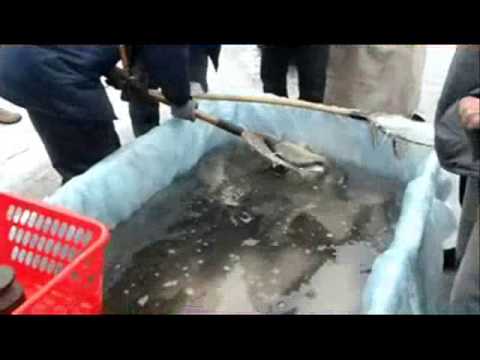 Carpoholix TV : Klub Wild Carp z Łańcuta i świąteczna akcja''Kup i Wypuść ''