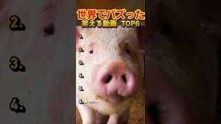 【俺の厳選】世界でバズった動画集🐾Part13