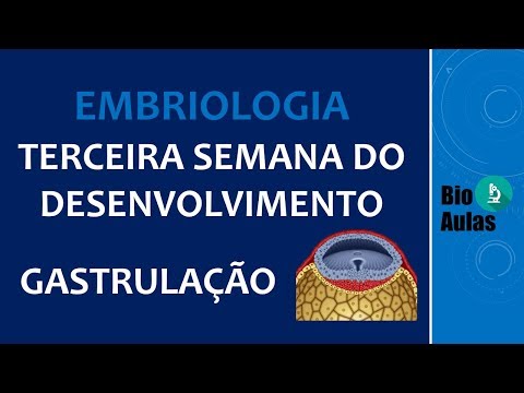 Gastrulation: Ectoderm, Mesoderm, and Endoderm - Third Week of Development (Embryology)