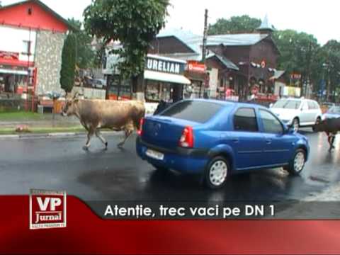 Atenţie, trec vaci pe DN1