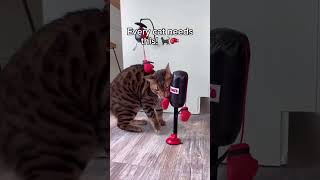 Literally every fat cat NEEDS this toy 🤣😱 #toys #cute #kittens #cats #catdad