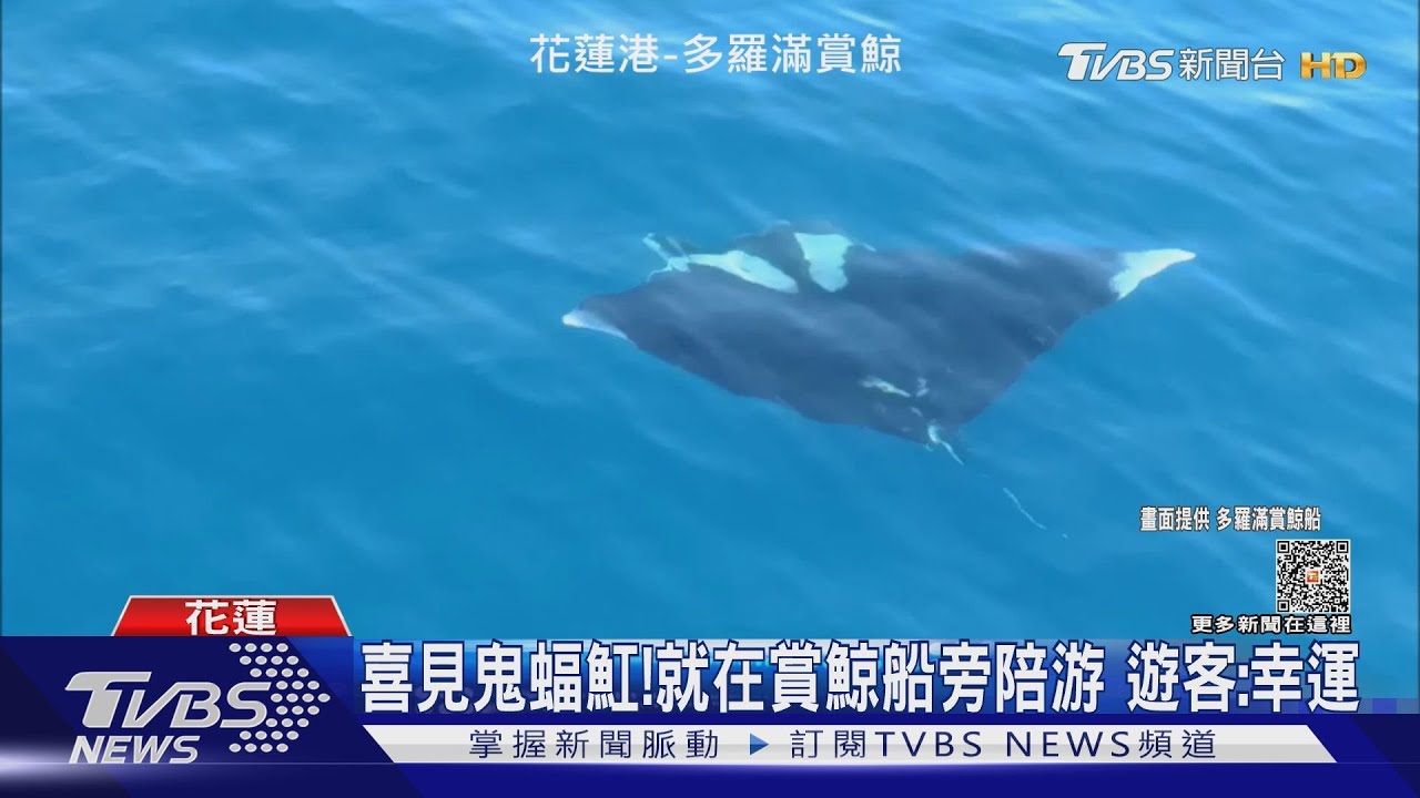 喜見鬼蝠魟!就在賞鯨船旁陪游 遊客:幸運