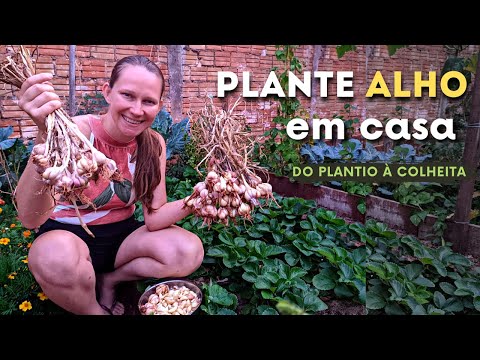 , title : 'Como Plantar ALHO em CASA do Plantio até a COLHEITA🌱 Horta no Quintal 💚'