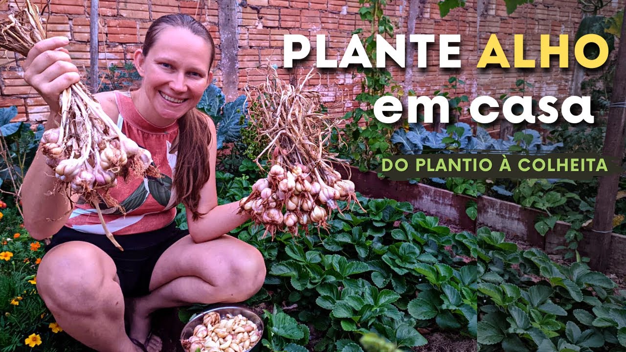 Como Plantar ALHO em CASA do Plantio até a COLHEITA🌱 Horta no Quintal 💚