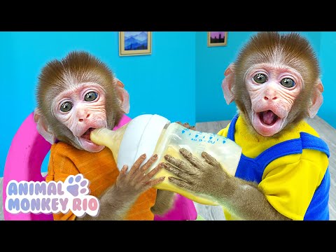 Macaco Rio quer ser um bom irmão mais velho para do macaquinho | Animal Macaco Rio
