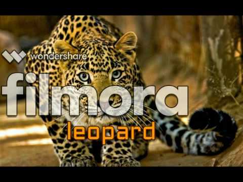 animals by sahan and hasindu