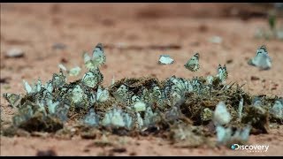 Опасные инсектициды - Москиты
