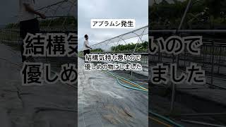 アブラムシ発生と対応 #農協 #農業 #いちご