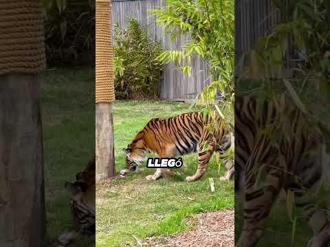 Nunca te subas a un árbol delante de un tigre (@thesydneyzoo via IG)