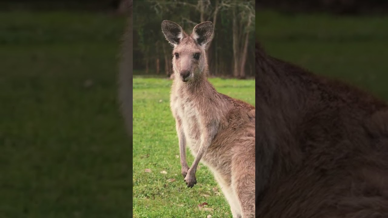 YouTube Short thumbnail