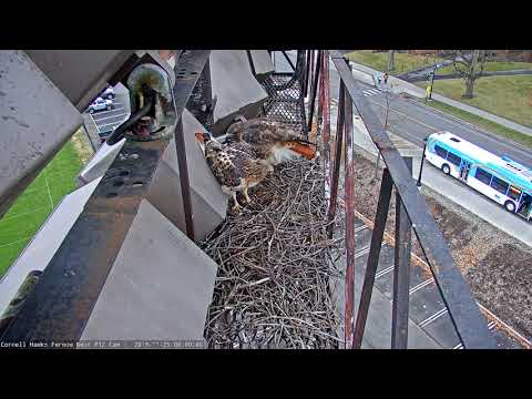 Big Red And Arthur Stop By Cornell Hawks Cam For Quick Visit – Mon. Nov. 25, 2019