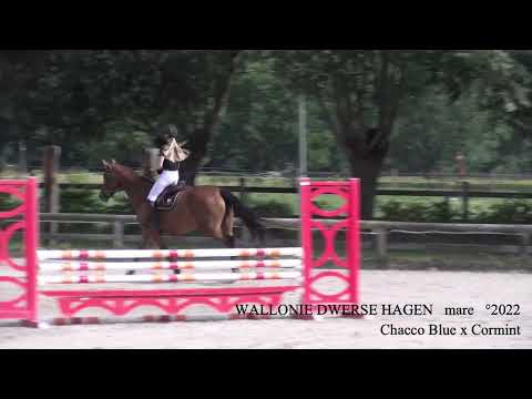 Wallonie Dwerse Hagen