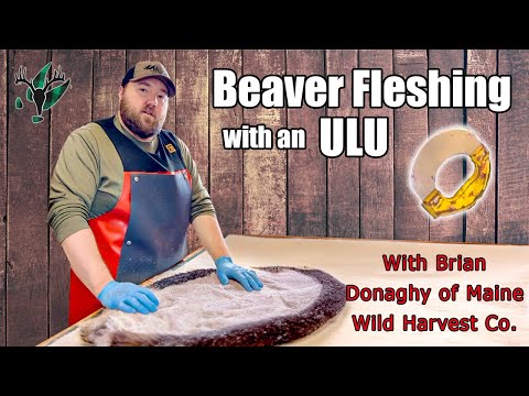 How to flesh a beaver hide and sharpen an ulu knife | Brian Donaghy of Maine Wild Harvest Co.